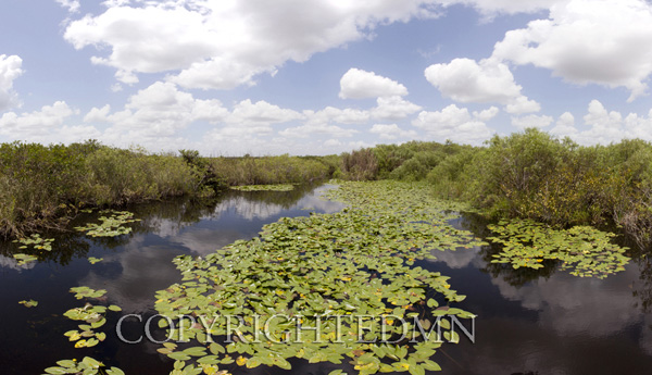 Everglades Lily Pads, Florida 11 – Color