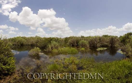 Everglades Panorama #2, Florida 11 – Color