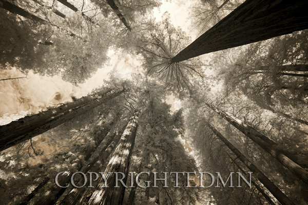 Trees At Muir Woods, Napa Valley, California 11 – IR