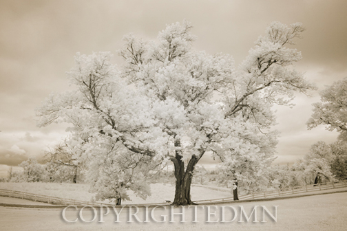 Oak Tree, Harrodsburg, Kentucky 12 – IR