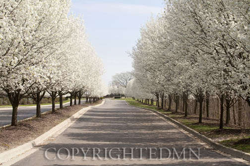 Pear Blossom Lane, Novi, Michigan 12 – color
