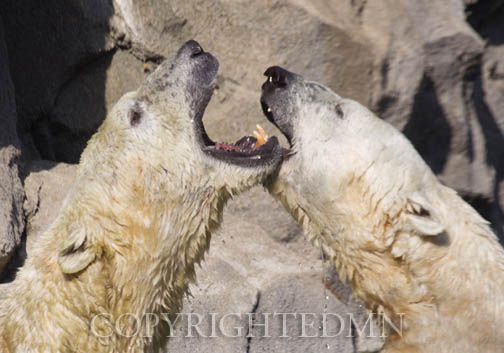 Two Polar Bears, Cincinnati, Ohio 12 – Color