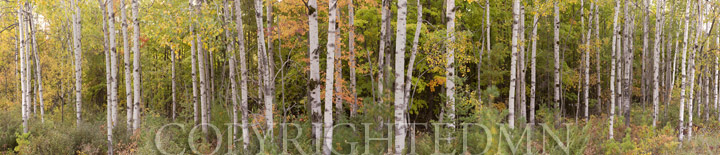 Birch Tree Panorama, Door County, Wisconsin 12-color