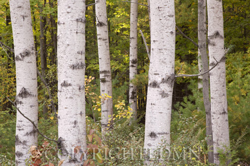 Birch Trees, Door County, Wisconsin 12-color