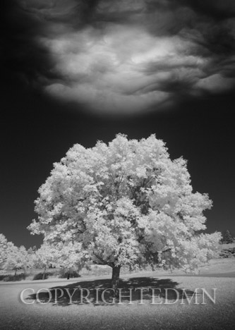 Lone Tree & Cloud, Green Bay, Wisconsin 12-IR