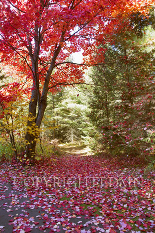 Path of Red Leaves, Bruce Crossing, Michigan 12-color