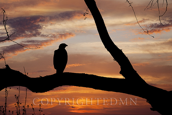 Eagle Sunset, Sedona, Arizona 13-color