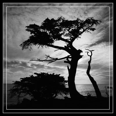 Cypress Silhouette - Geometric