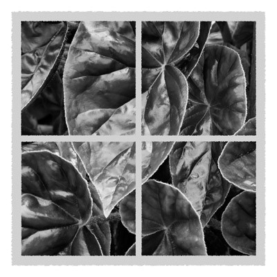 Quartet of Leaf - Geometric