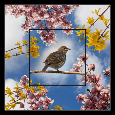Sparrow Among the Flowers - Geometric