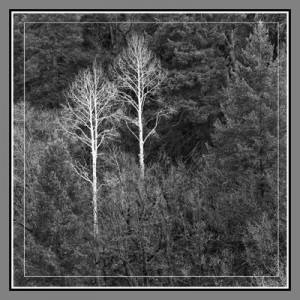 Two Aspen Trees - Geometric