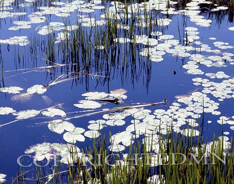 Lily Pads & Reeds, Ontario, Canada – Color