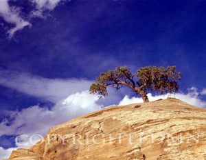 Lone Juniper Tree, Escalante, Utah – Color