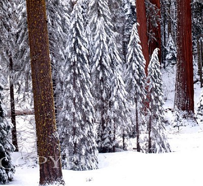 Pines In Winter, California – Color