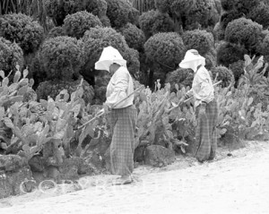 Gardeners, Korea 93