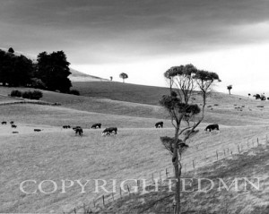 Grazing Cattle, Palmenston, New Zealand 98