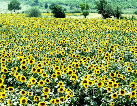 Sunflower Field, Rome, Italy – Color