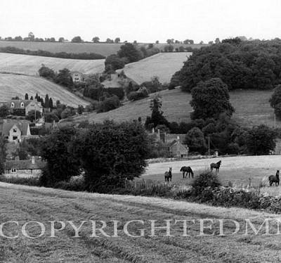 Horses In The Cotswold, Navaton, England 89