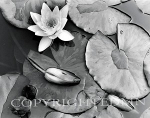 Water Lily, Wales 89