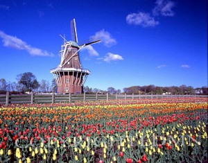 Windmill & Tulips, Holland, Michigan – Color