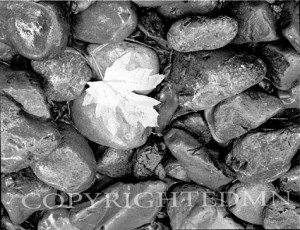 Leaf On Rocks, Lake Quinault, Washington 02