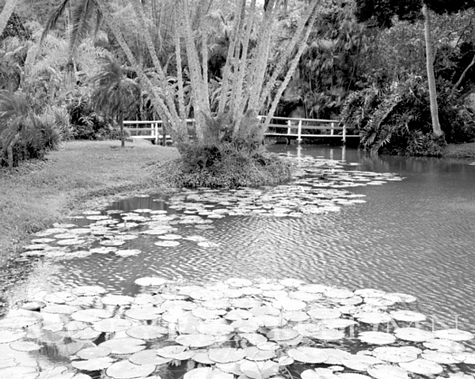 Lily Pads & Bridge, Florida 98