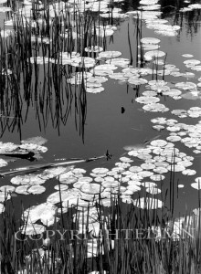 Lily Pads & Reeds, Ontario, Canada