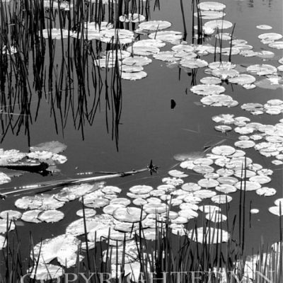 Lily Pads & Reeds, Ontario, Canada