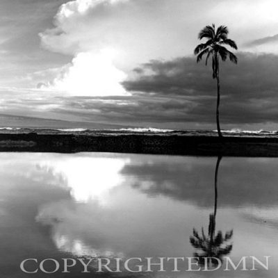 Lone Palm, Big Island, Hawaii 03