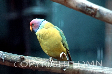 Bird #6 - Color