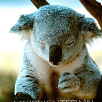 Koala #3 - Color