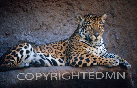 Leopard #1 - Color