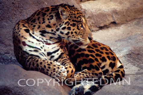 Leopard #2 - Color