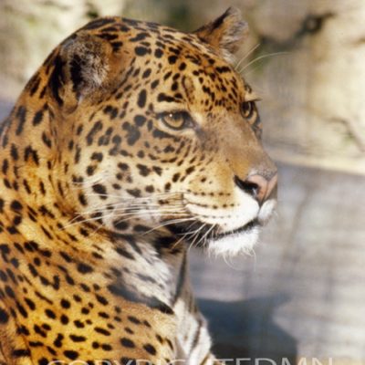Leopard #3 - Color