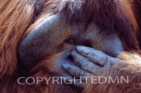 Orangutan #2 - Color