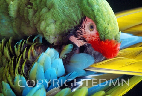 Parrot #1 - Color
