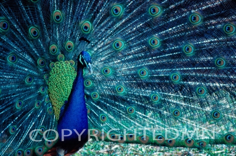 Peacock #1 - Color