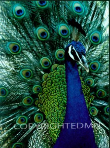 Peacock #2 - Color