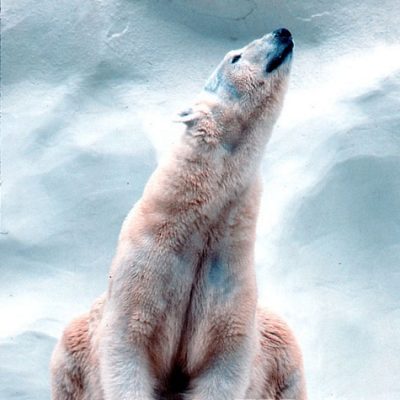 Polar Bear #2 - Color