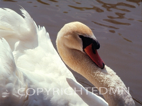 Swan #1 - Color
