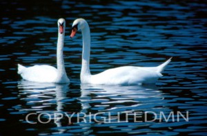 Swan #2 - Color