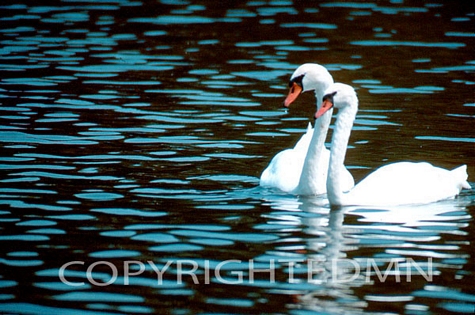 Swan #4 - Color