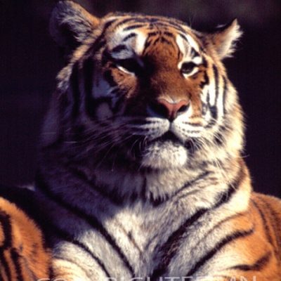 Tiger #2 - Color