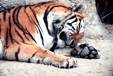 Tiger #3 - Color