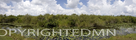 Everglades Panorama #1, Shark Valley, Florida 08 - Color Pan