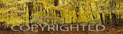 Fall Foliage & Fence, Farmington Hills, Michigan 08 - Color Pan