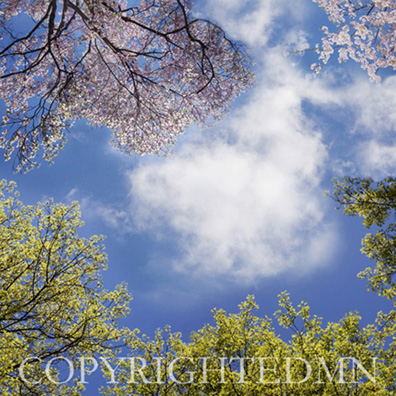 Sky & Tree Tops Combination #1 - color