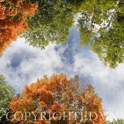 Sky & Tree Tops Combination #2 - color