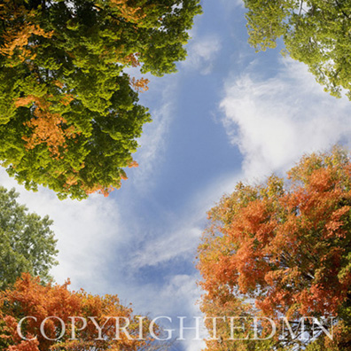 Sky & Tree Tops Combination #6 - color