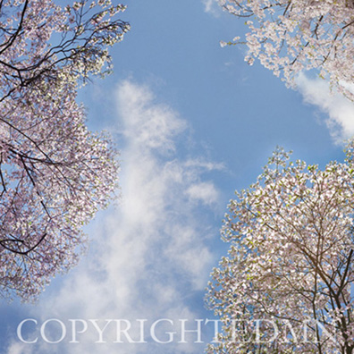 Sky & Tree Tops Combination #7 - color